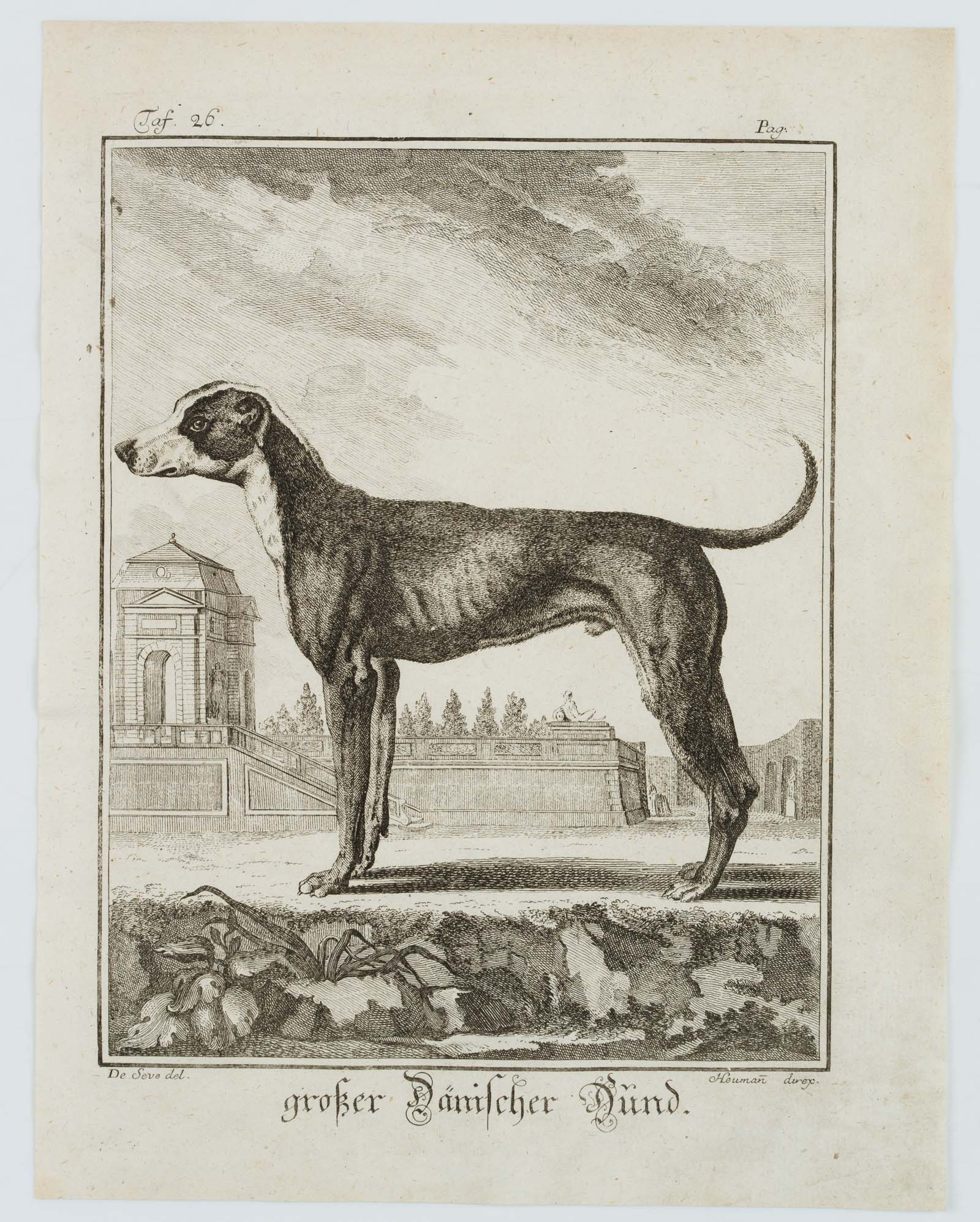 SÈVE, �Großer Dänischer Hund�, Enzyklopädische Darstellung, 18. Jh