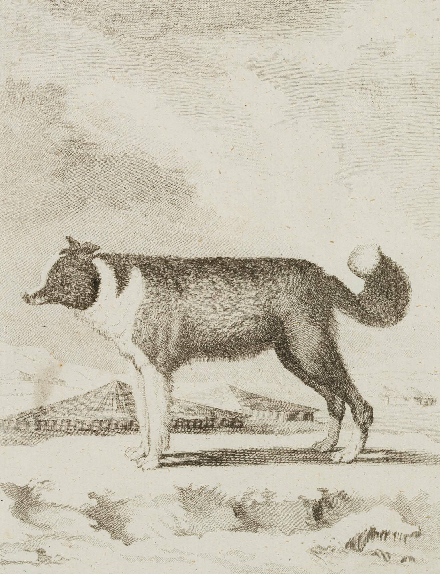 SÈVE, �Isländischer Hund�. Portrait e. Hundes in nord. Landschaft, 18